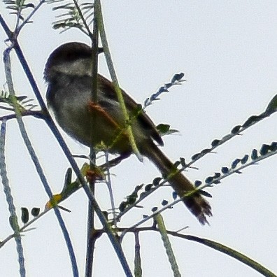 Gray-breasted Prinia - ML609563059