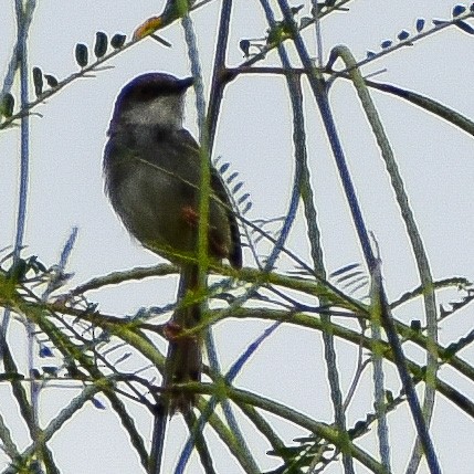 Gray-breasted Prinia - ML609563060