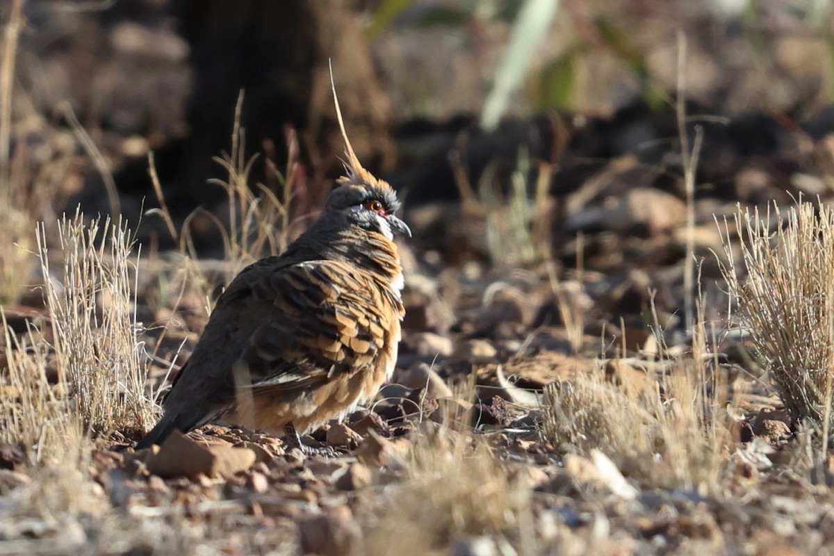 Spinifex Pigeon - ML609563079