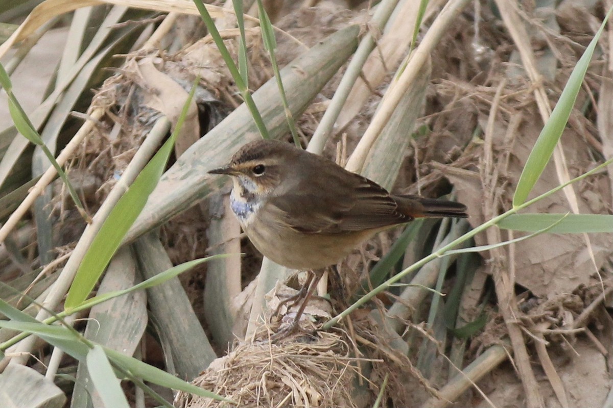 Bluethroat - ML609563234