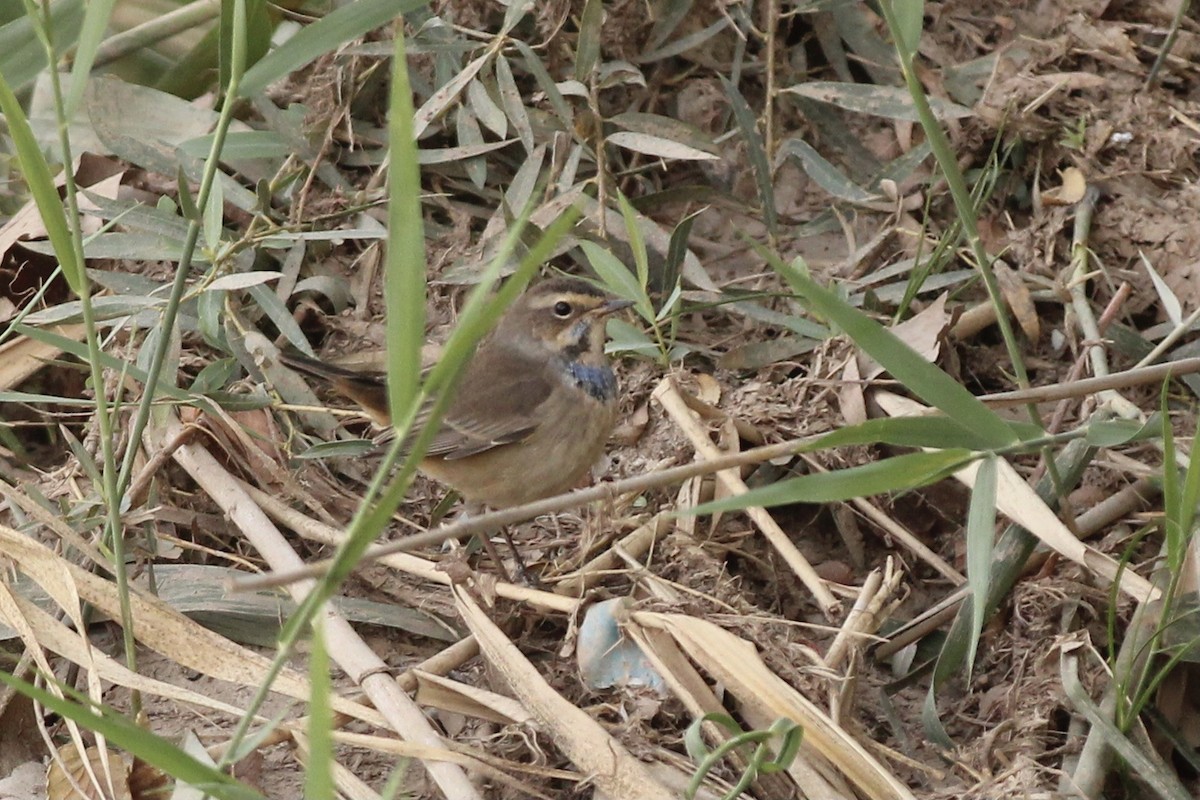 Bluethroat - ML609563235