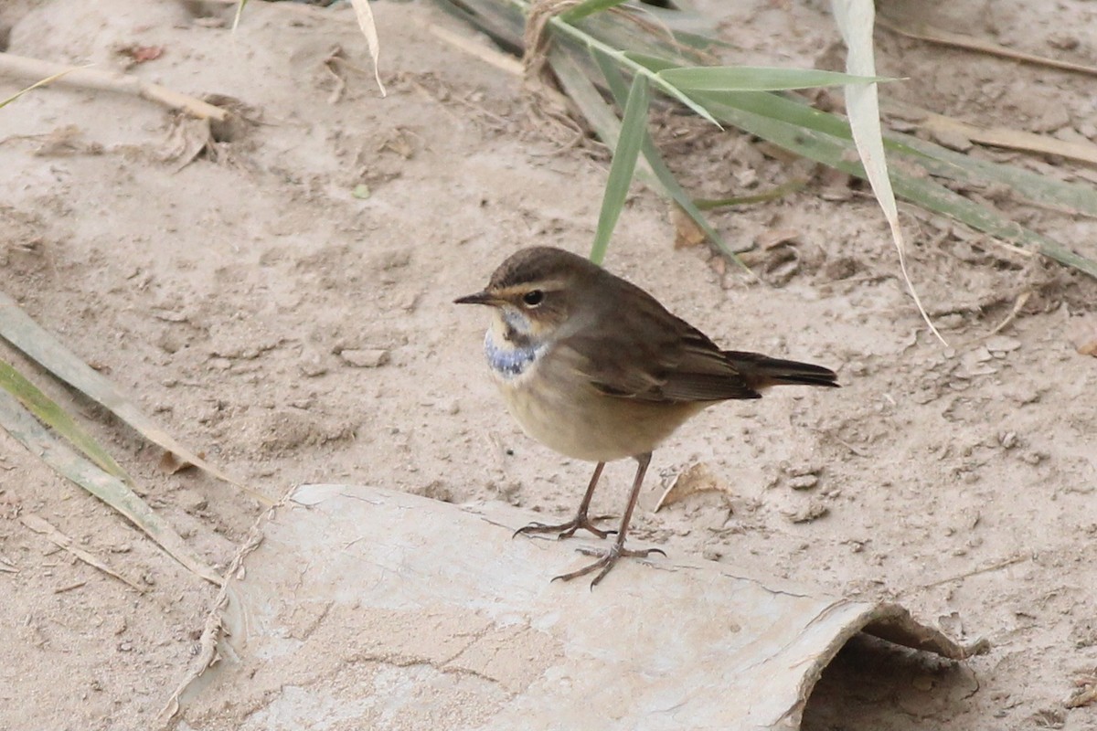 Bluethroat - ML609563236