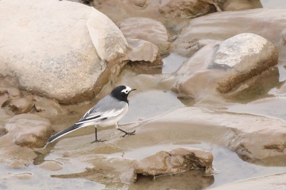 White Wagtail (Masked) - ML609563242