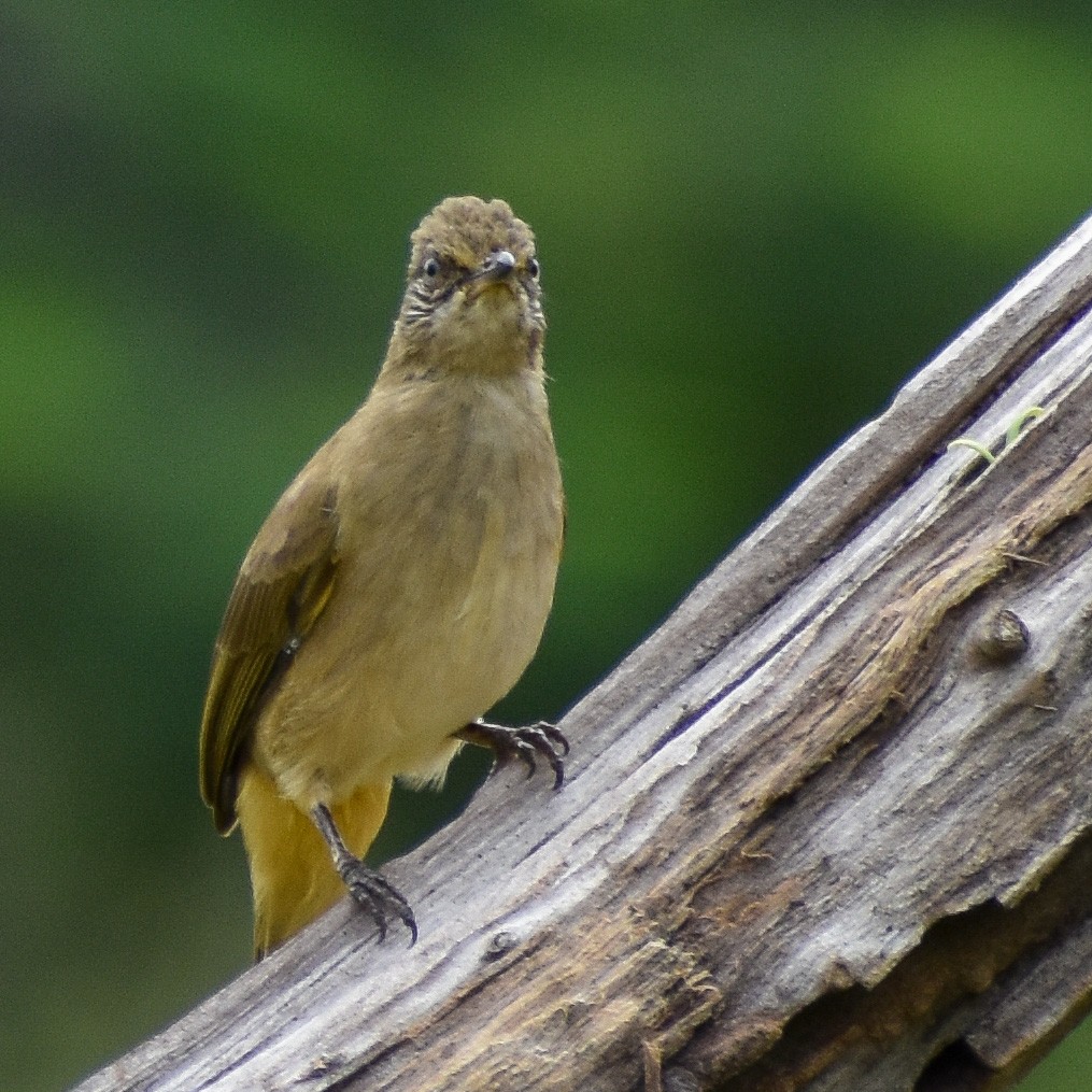 Streak-eared Bulbul - ML609563356