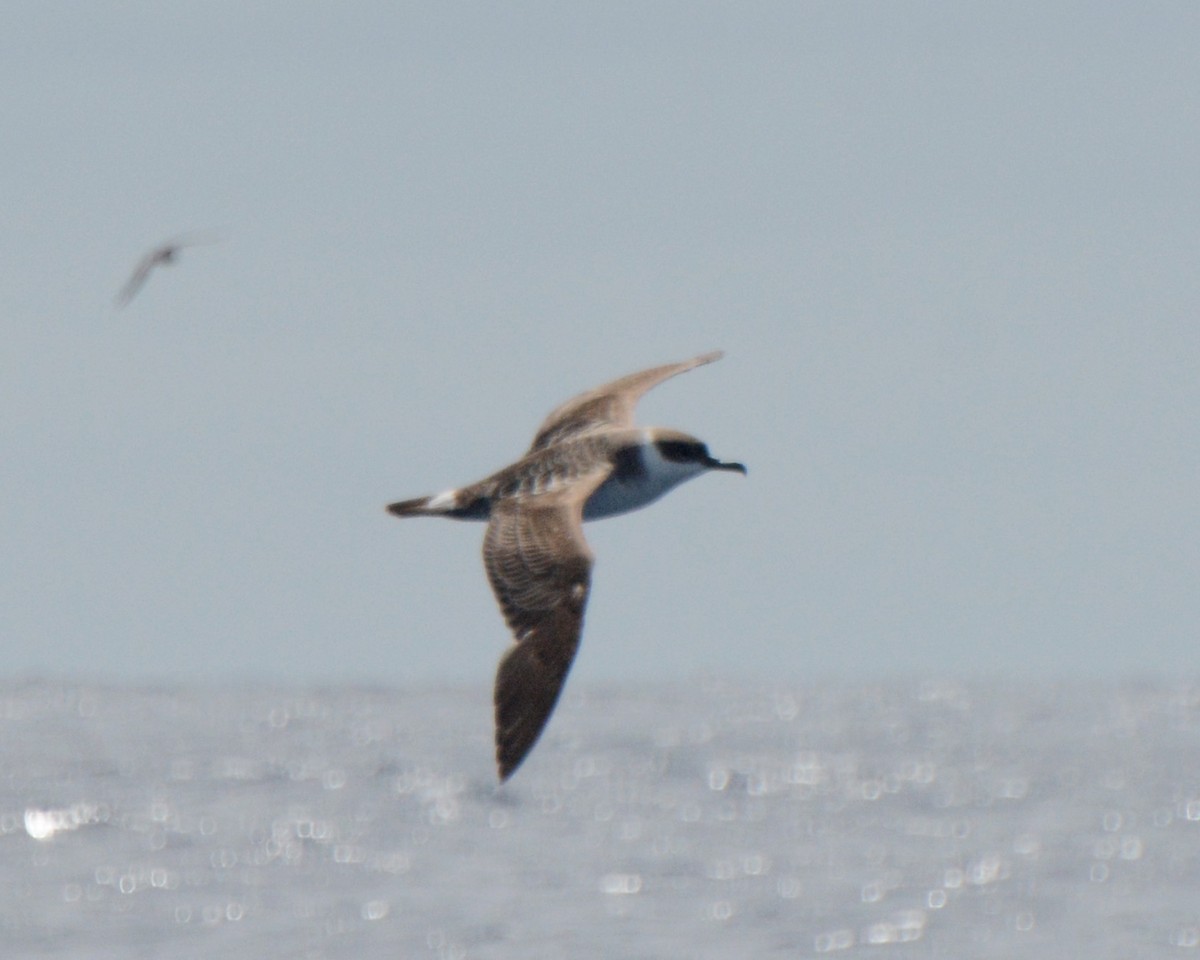 Great Shearwater - Robyn Pickering