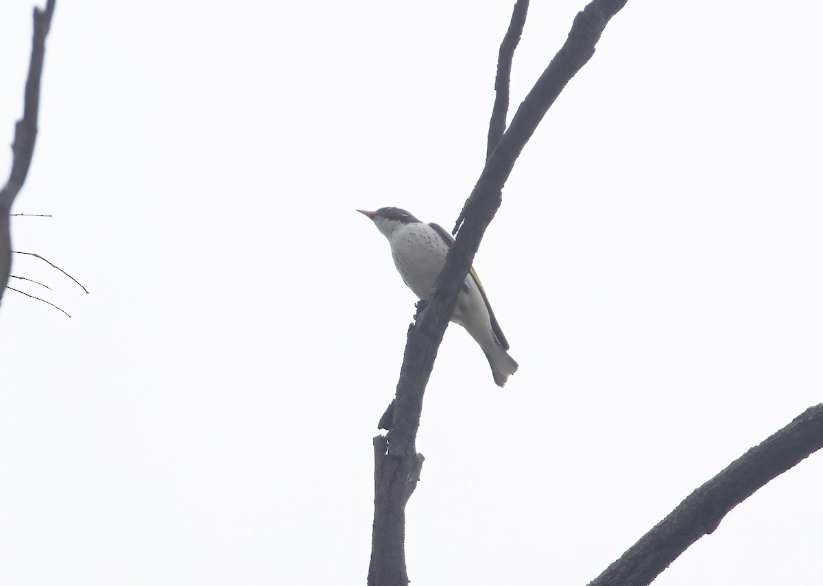 Painted Honeyeater - ML609563698