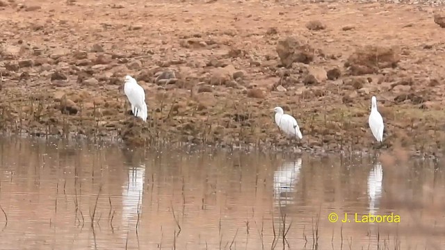 Western Cattle Egret - ML609563716