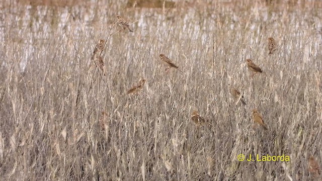 Corn Bunting - ML609563732