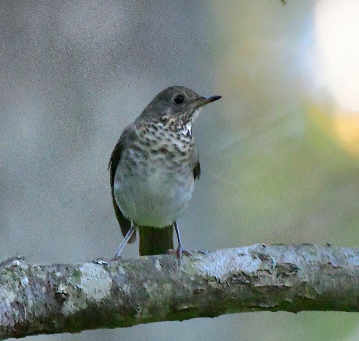 Gray-cheeked/Bicknell's Thrush - ML609563767