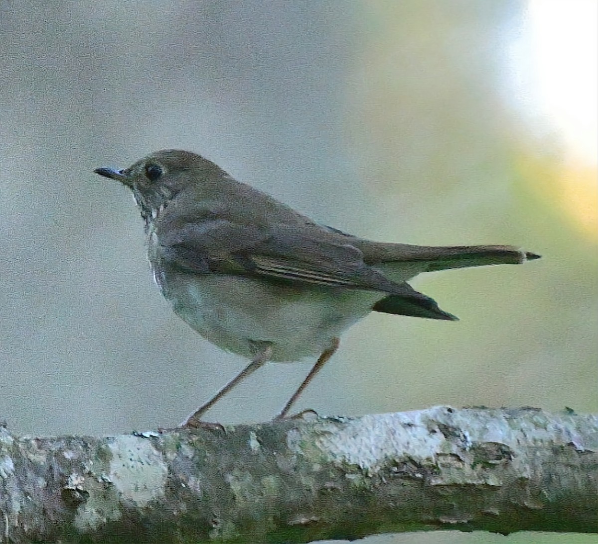 Gray-cheeked/Bicknell's Thrush - ML609563768