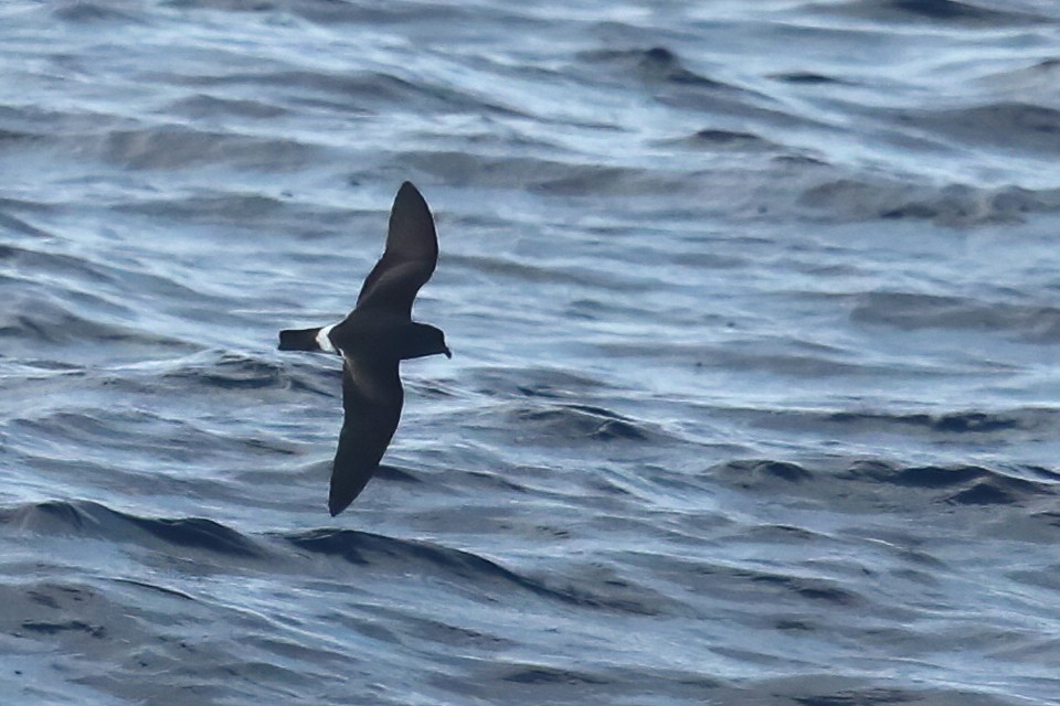 Band-rumped Storm-Petrel (Grant's) - Gonzalo Pardo