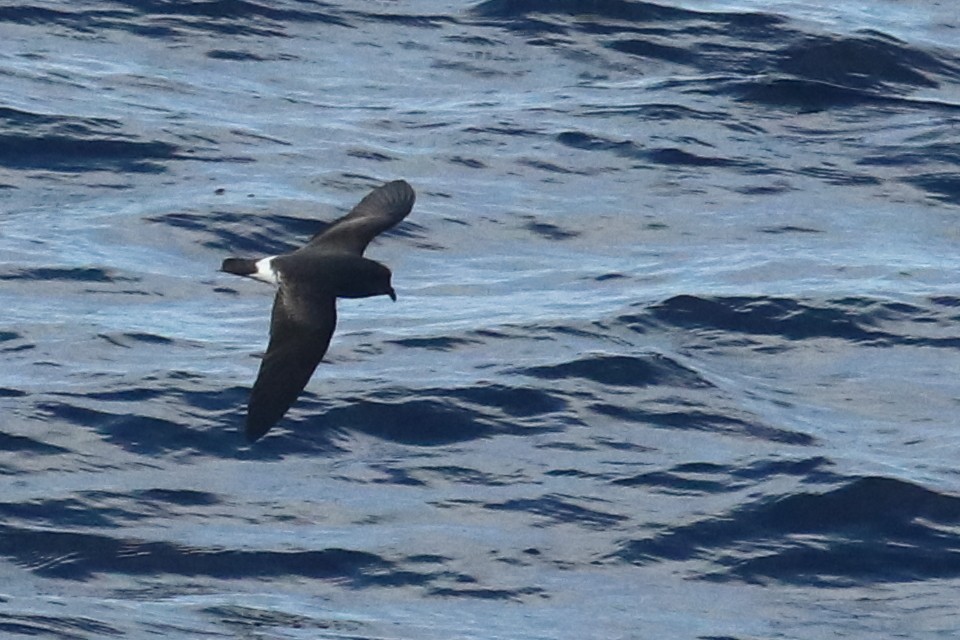 Band-rumped Storm-Petrel (Grant's) - Gonzalo Pardo