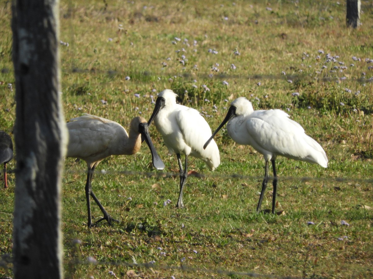 Royal Spoonbill - Claire Huff