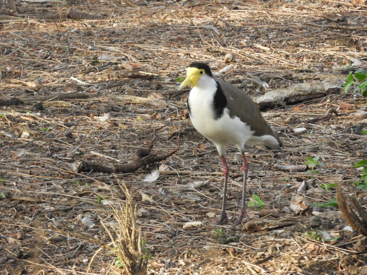 Masked Lapwing - Claire Huff