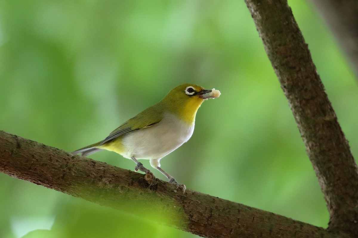 Ashy-bellied White-eye - ML609563981