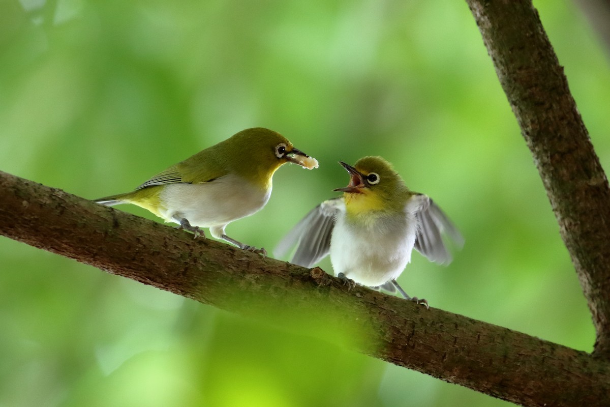 Ashy-bellied White-eye - ML609563985