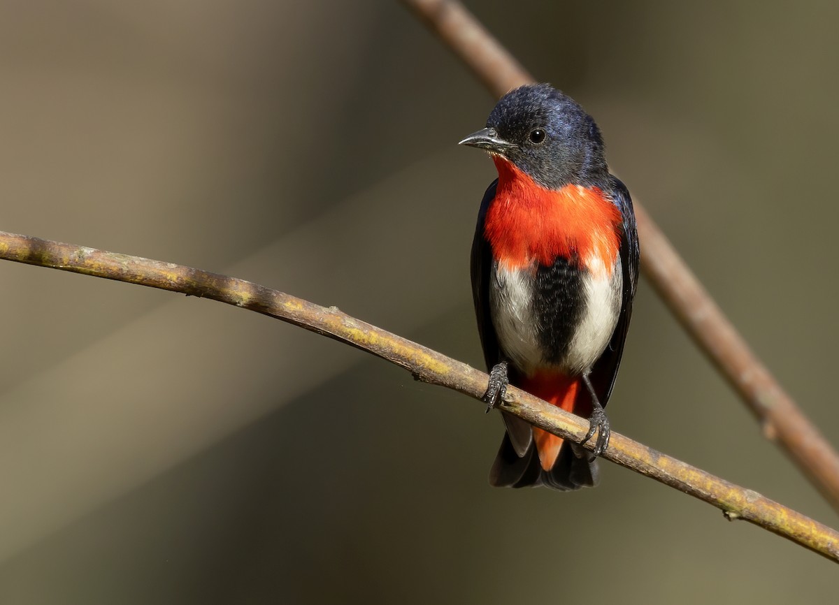 Mistletoebird - ML609563989