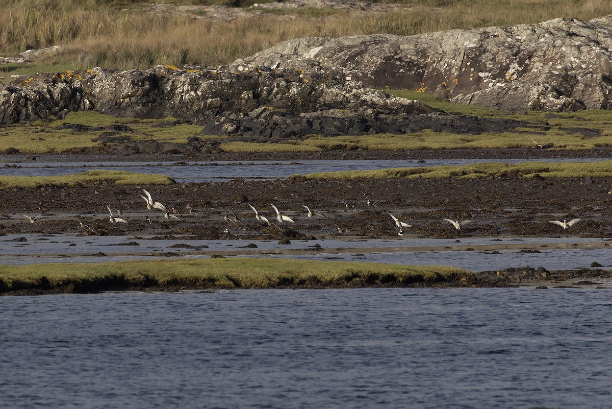 European Golden-Plover - ML609564054