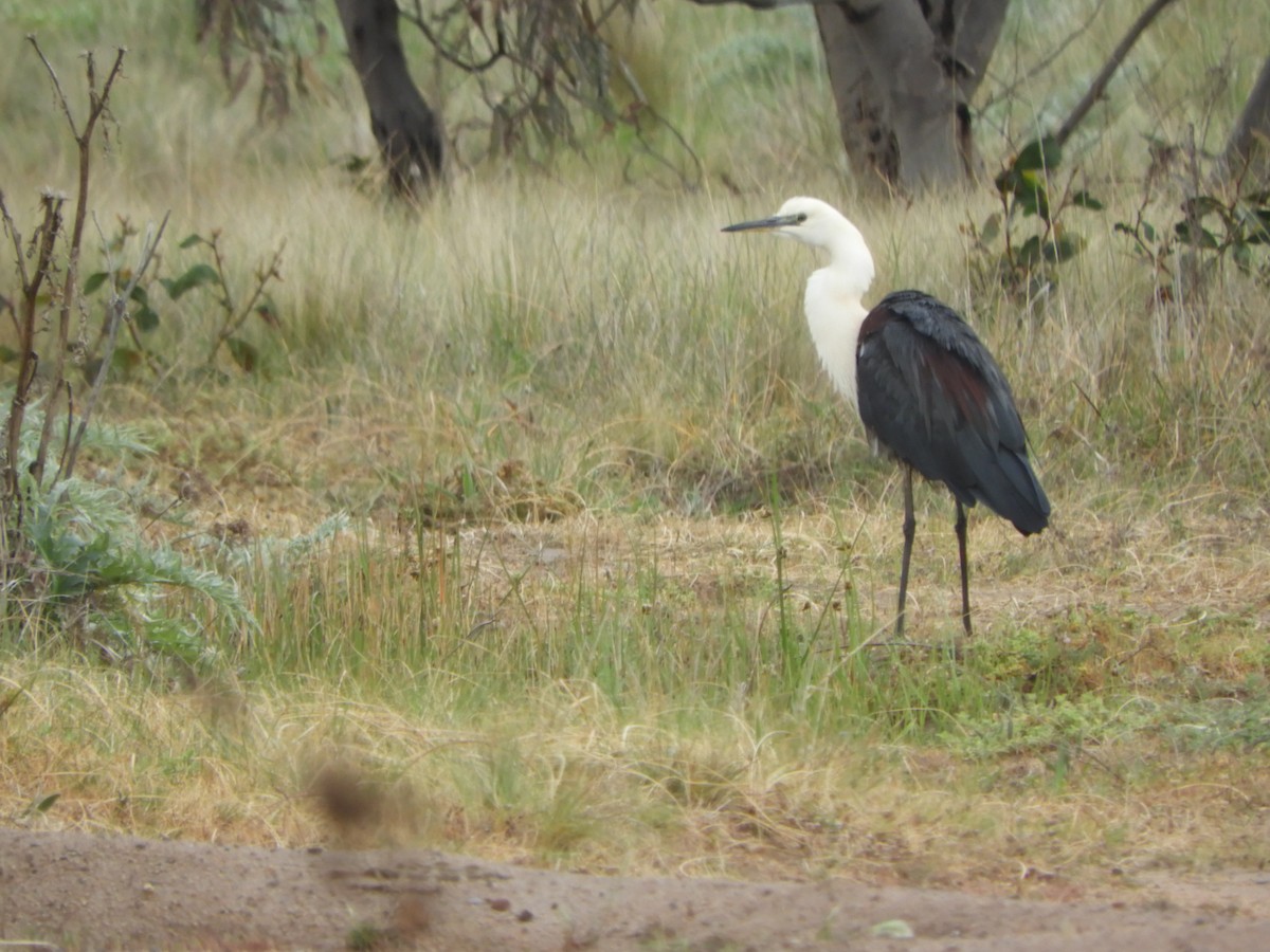 Pacific Heron - ML609564140