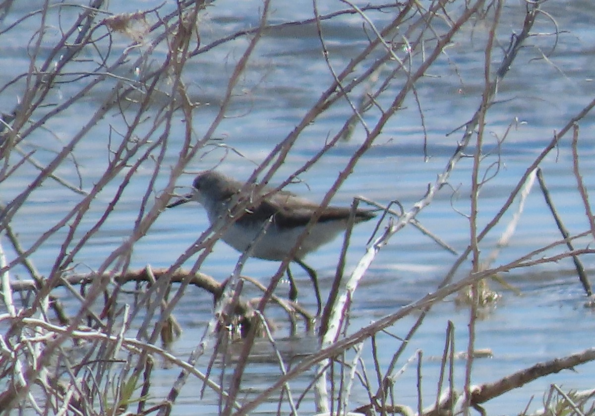 Marsh Sandpiper - Sandra Henderson