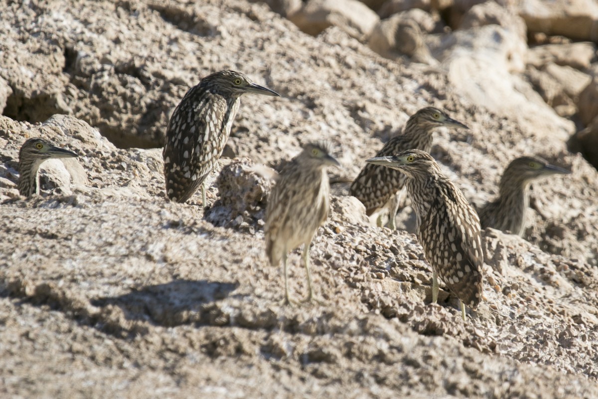 Nankeen Night Heron - ML609564282