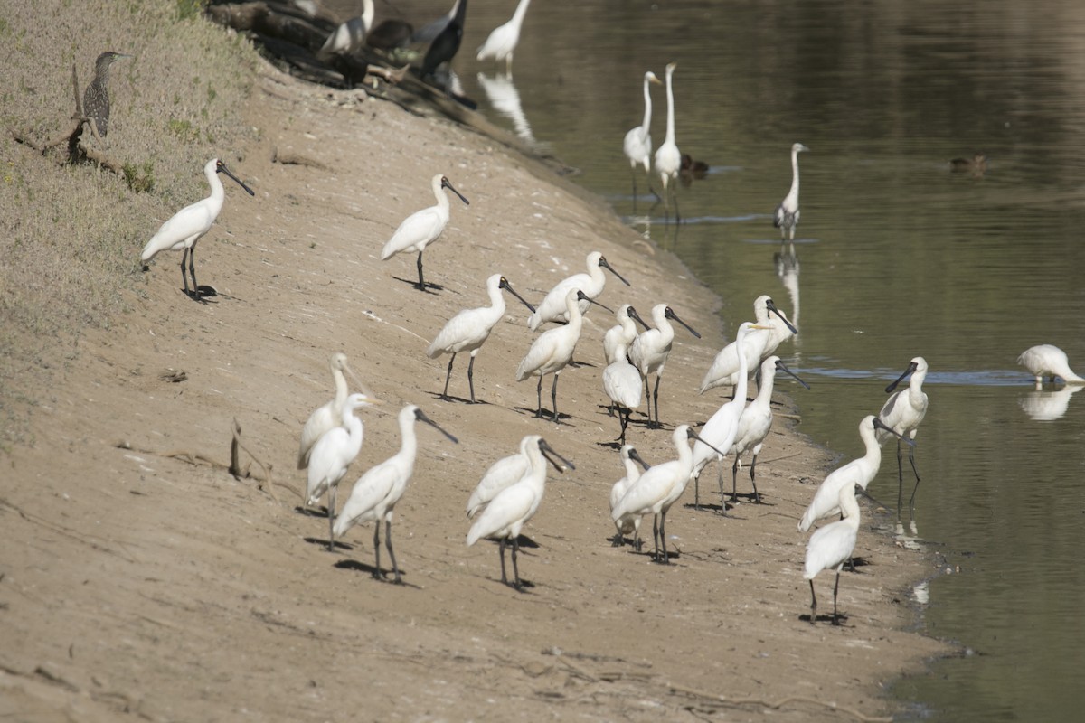 Royal Spoonbill - ML609564310