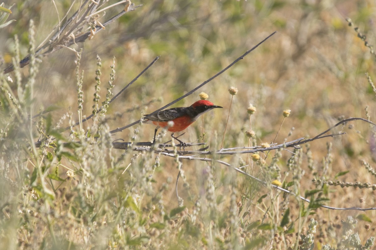 Crimson Chat - ML609564325