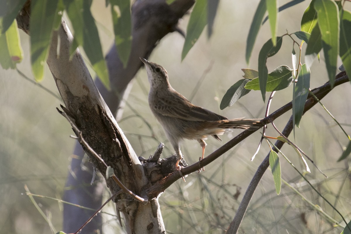 Rufous Songlark - ML609564326