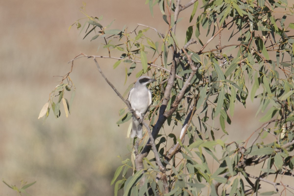 Black-faced Cuckooshrike - ML609564345