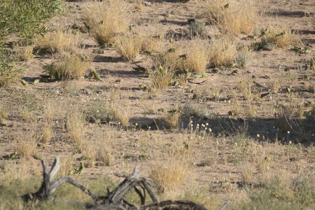 Budgerigar - ML609564346