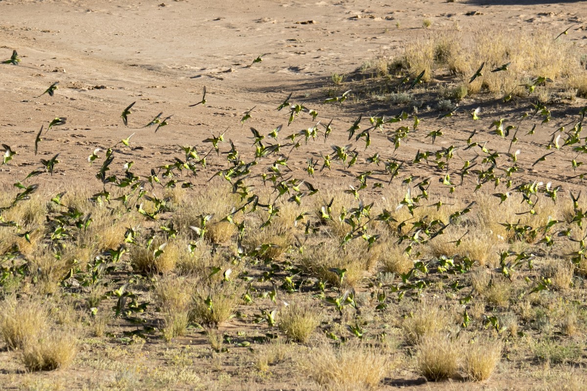 Budgerigar - John Cantwell