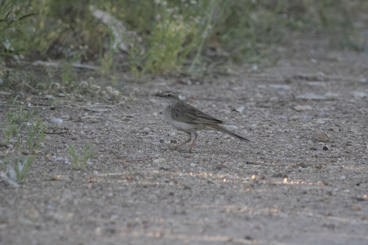 Rufous Songlark - ML609564355