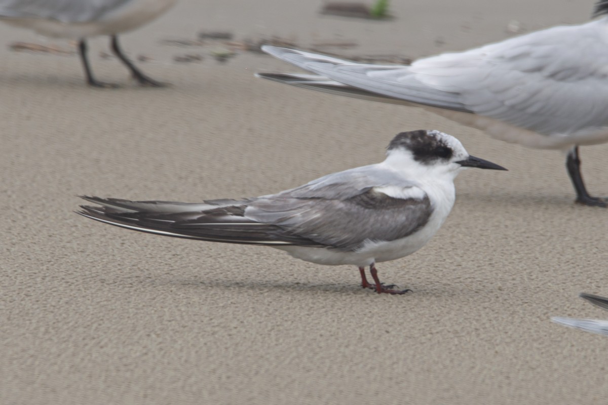 Arctic Tern - ML609564479