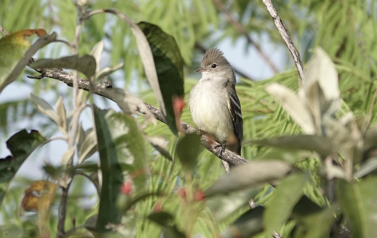White-crested Elaenia - Luis Recalde