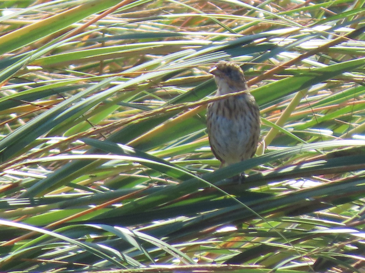 Saltmarsh Sparrow - ML609564511