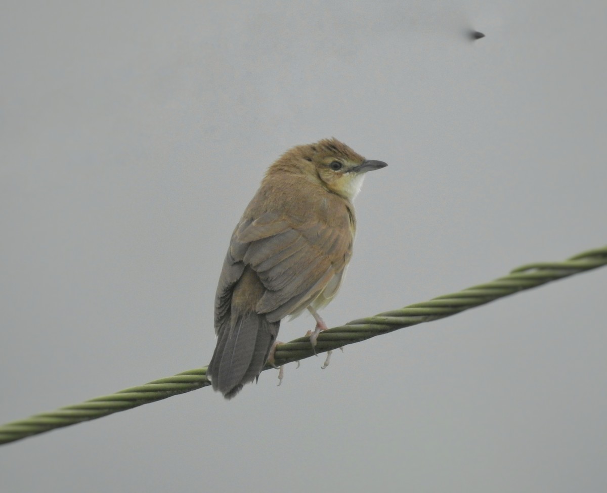 Broad-tailed Grassbird - ML609564523