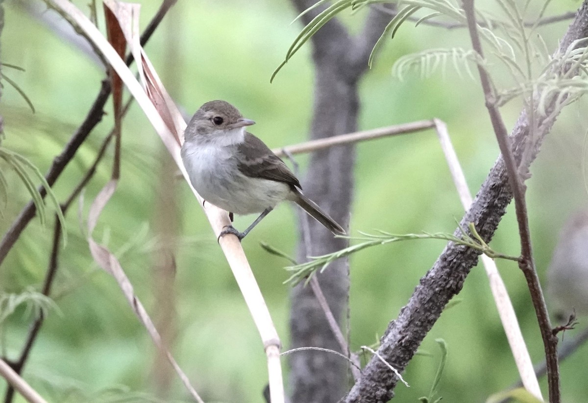 Fulvous-crowned Scrub-Tyrant - ML609564556