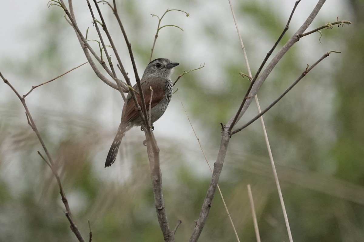 Rufous-winged Antshrike - ML609564559