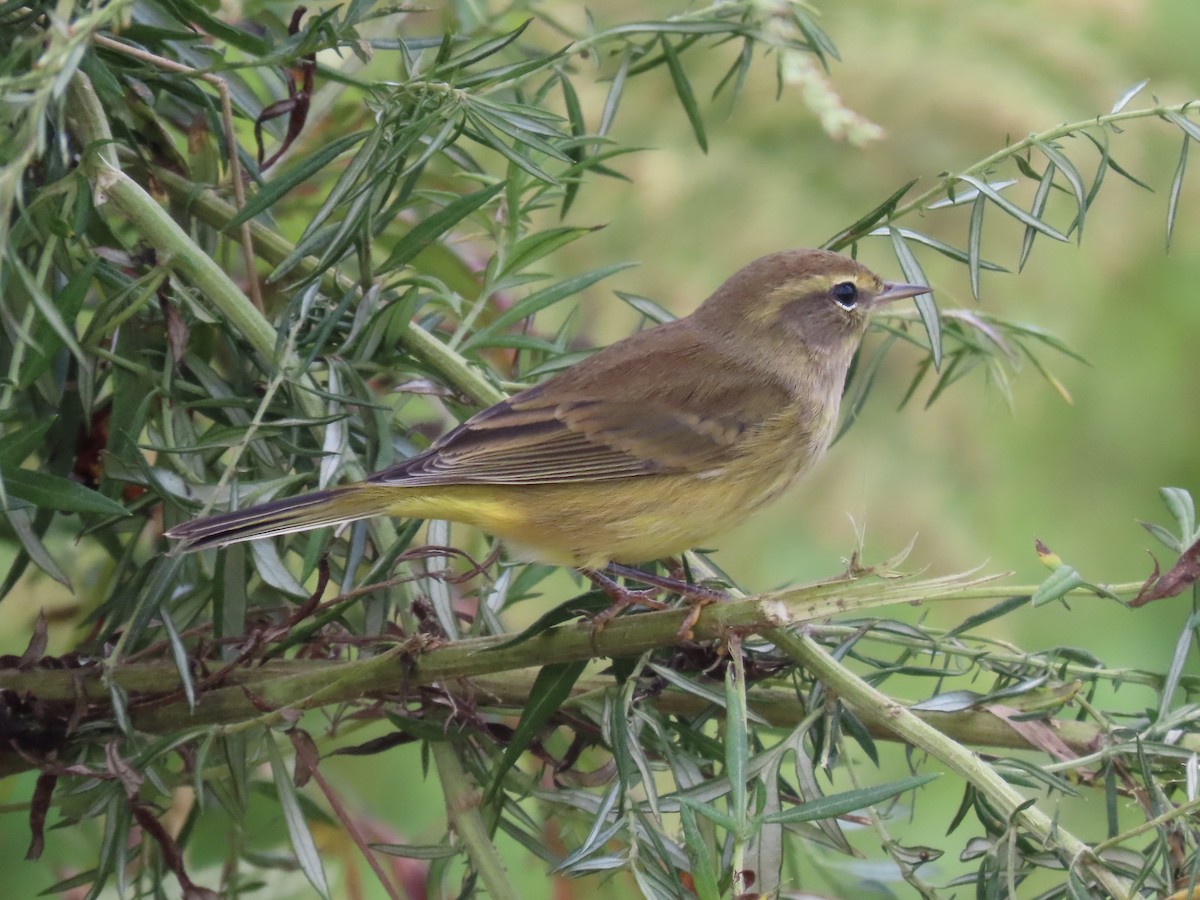 Palm Warbler - ML609564604