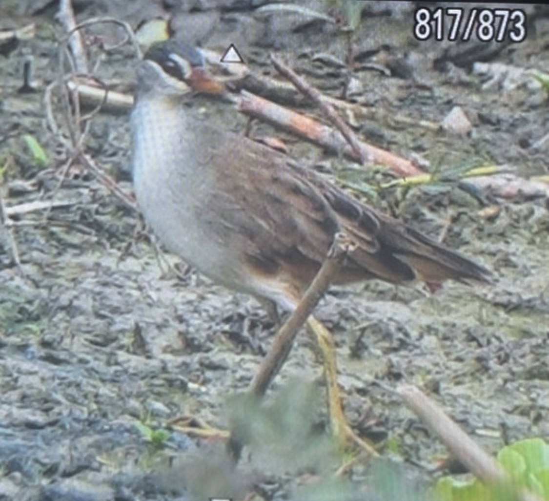 White-browed Crake - ML609564616