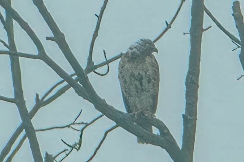 Red-tailed Hawk - ML609564630