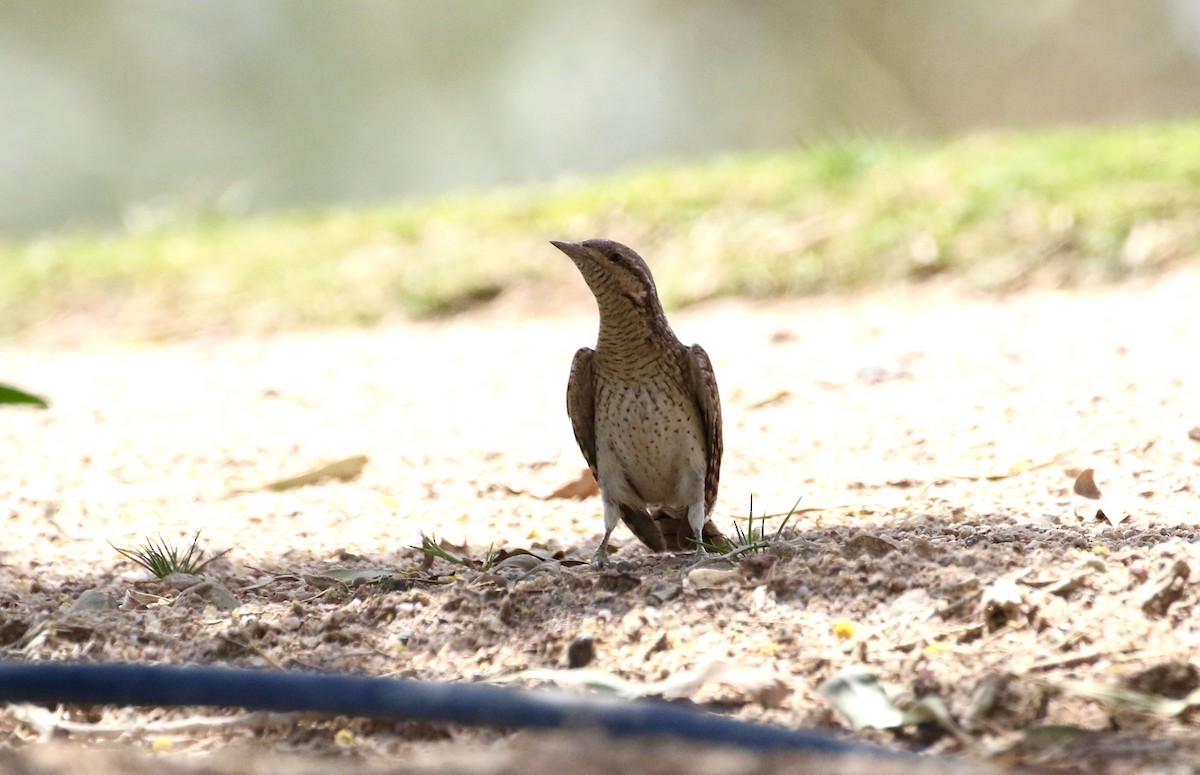 Eurasian Wryneck - ML609564643