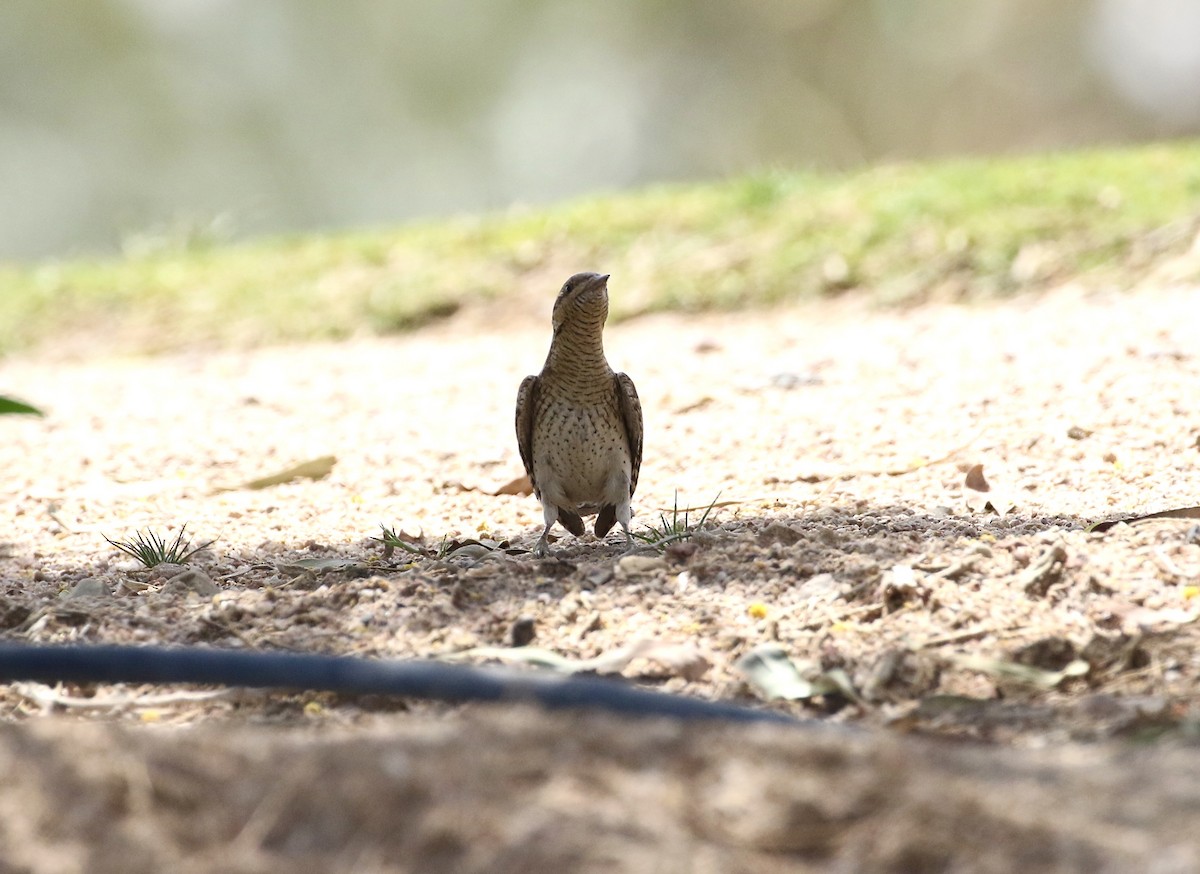 Eurasian Wryneck - ML609564644