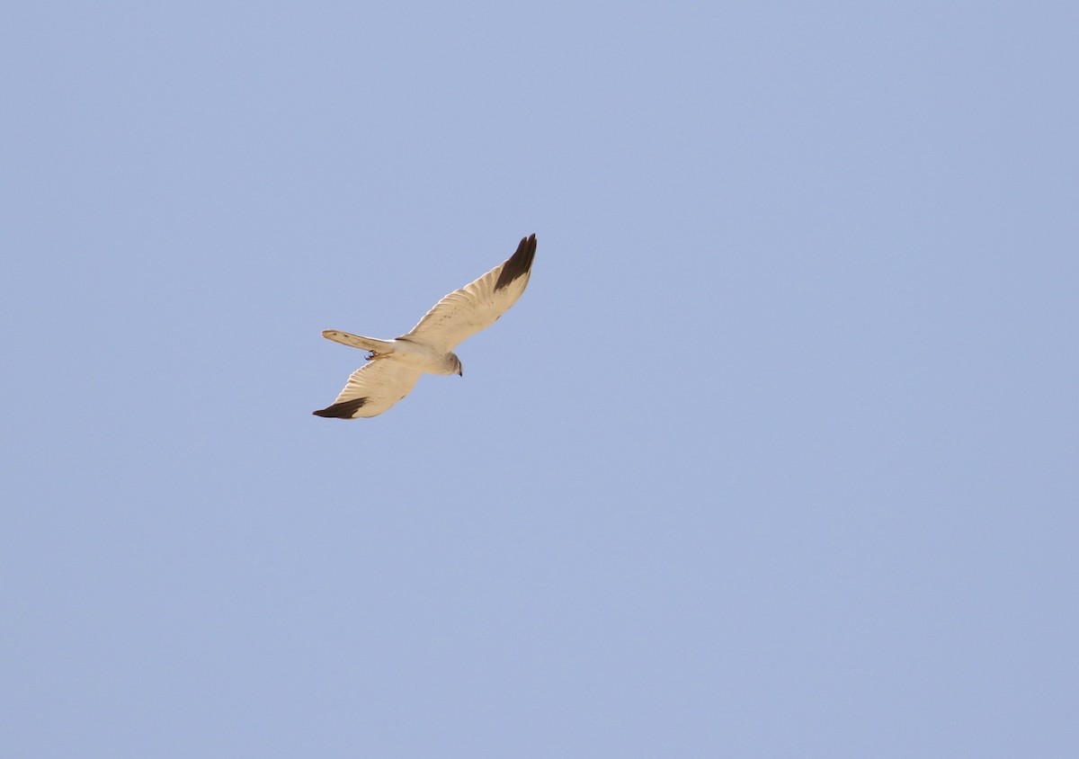 Pallid Harrier - ML609564657