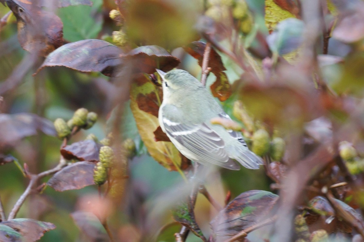 Cerulean Warbler - ML609564669