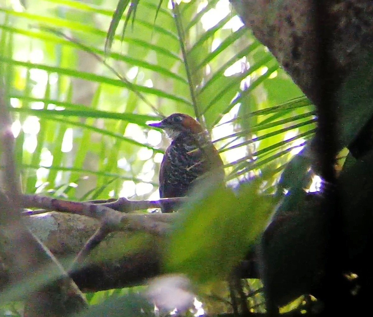 Marbled Wren-Babbler - ML609564701