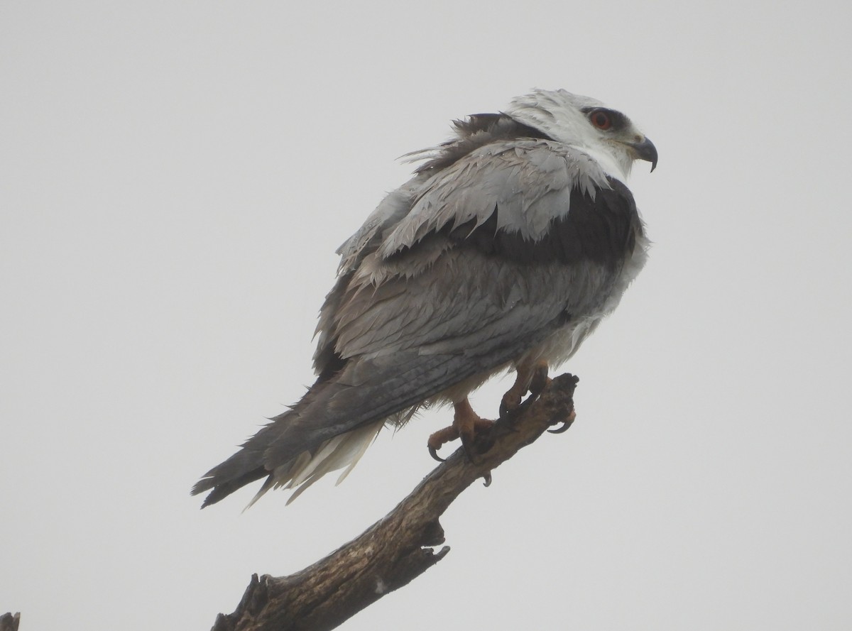 Black-shouldered Kite - ML609564774