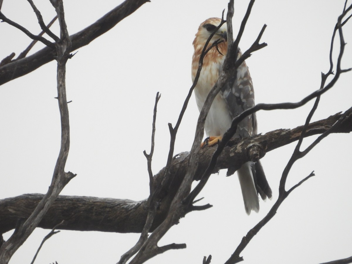 Black-shouldered Kite - ML609564776