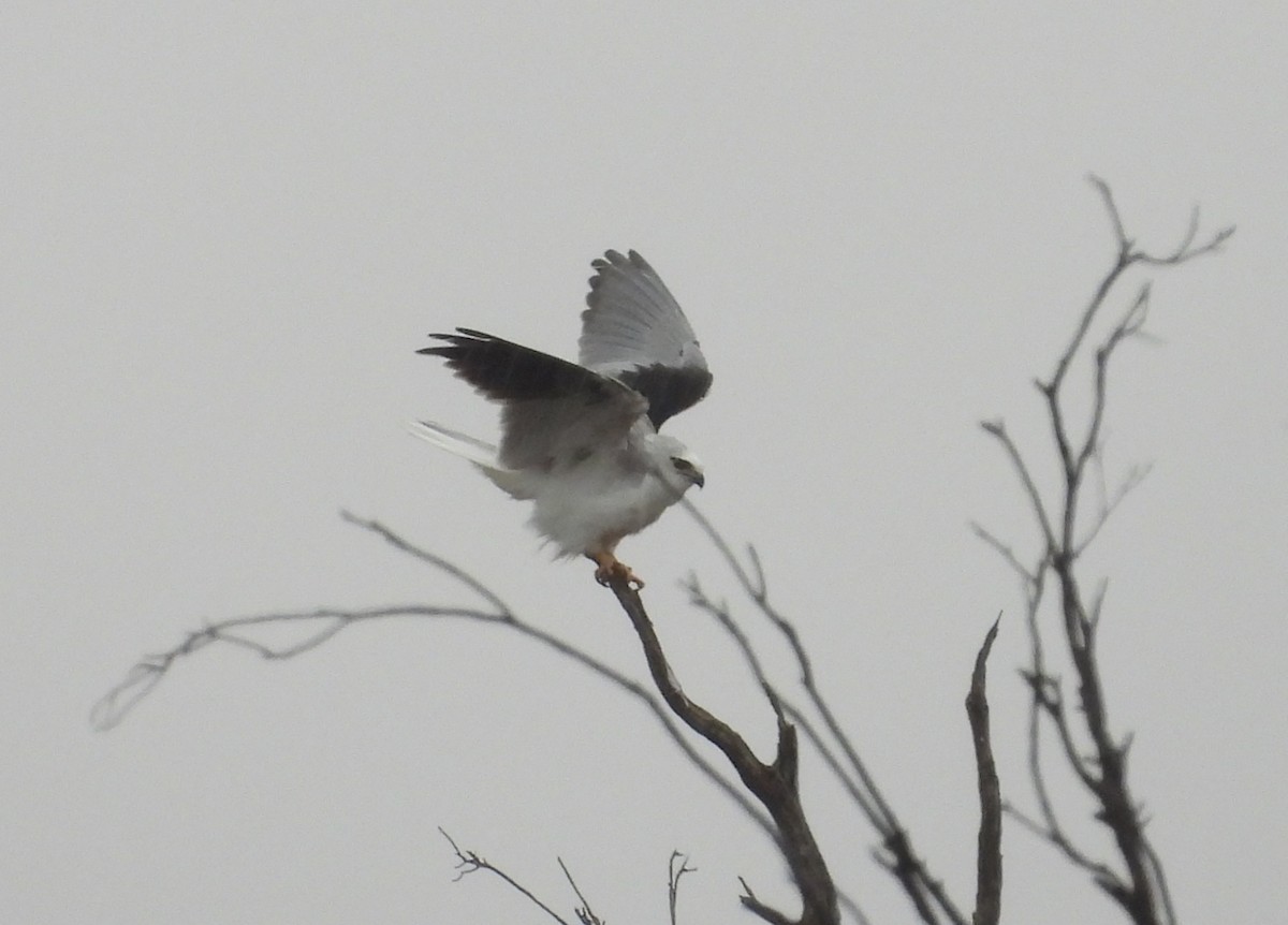 Black-shouldered Kite - ML609564784