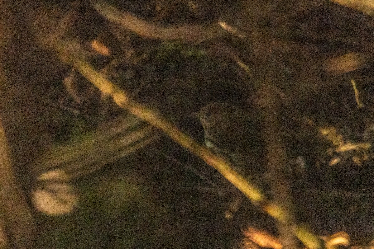 Ovenbird - ML609564888